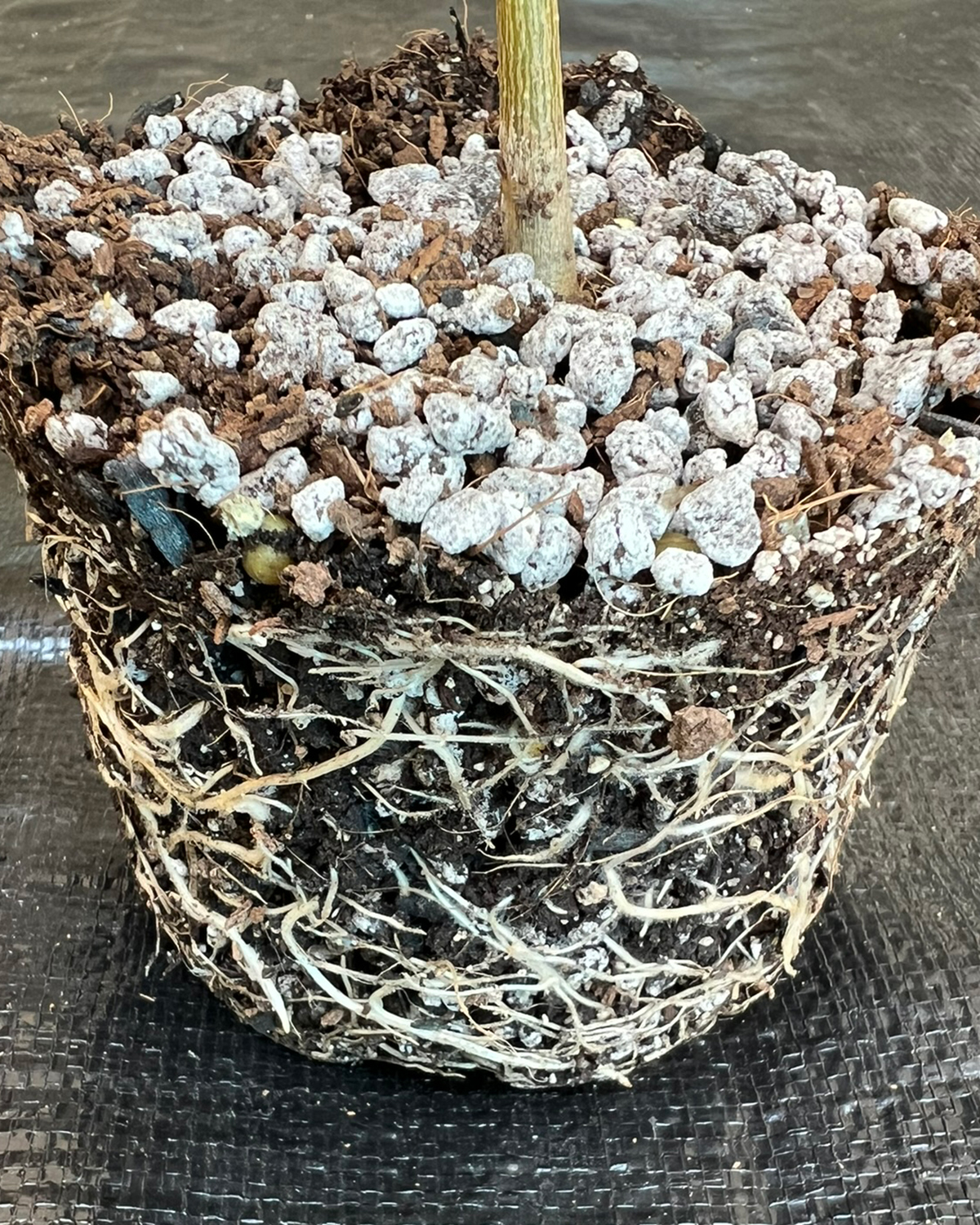 Anaheim pepper root ball profile demonstrating massive lateral branching and open, well-branched root development