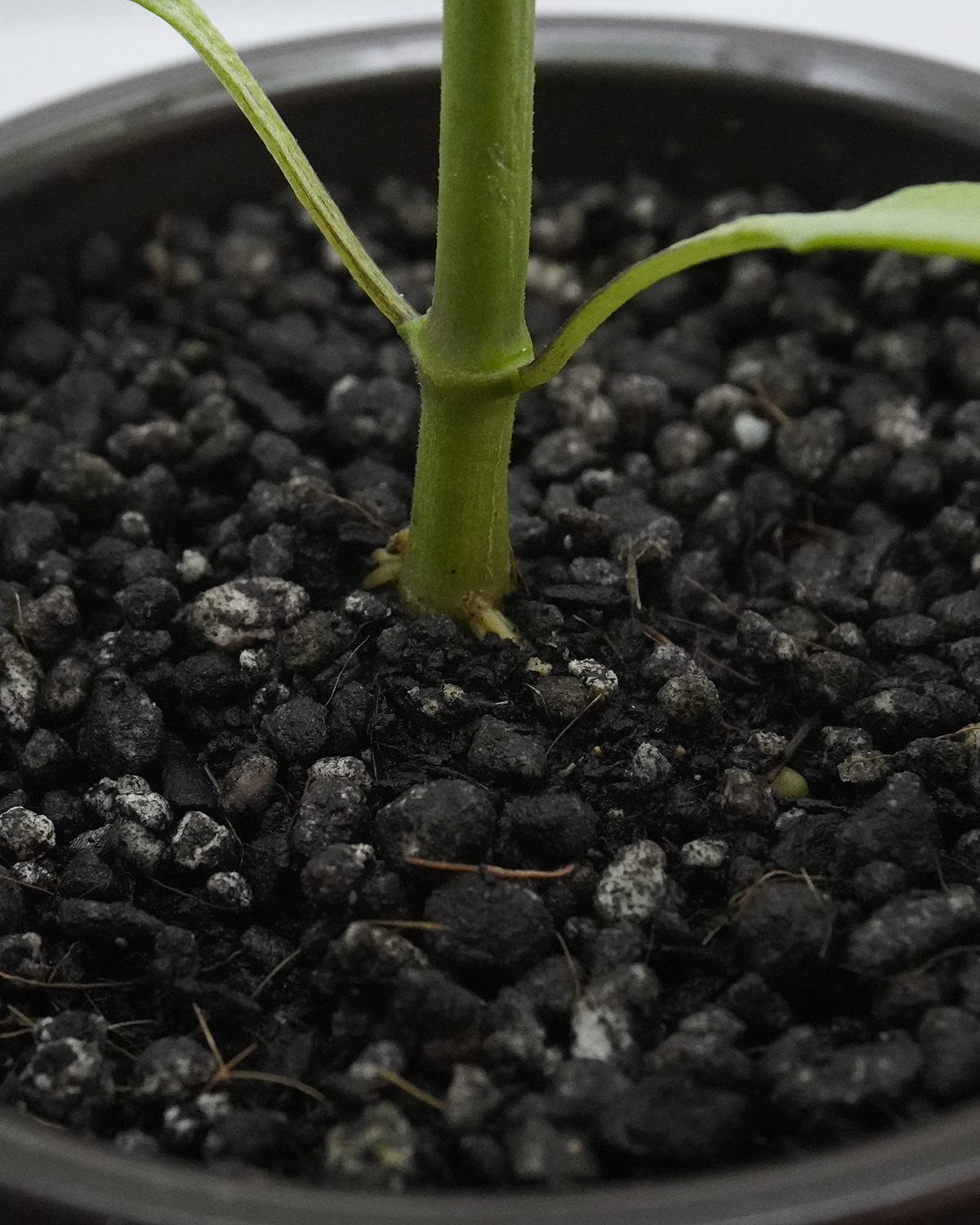 Juniper Bell pepper establishing cleanly at surface level in YieldForge substrate