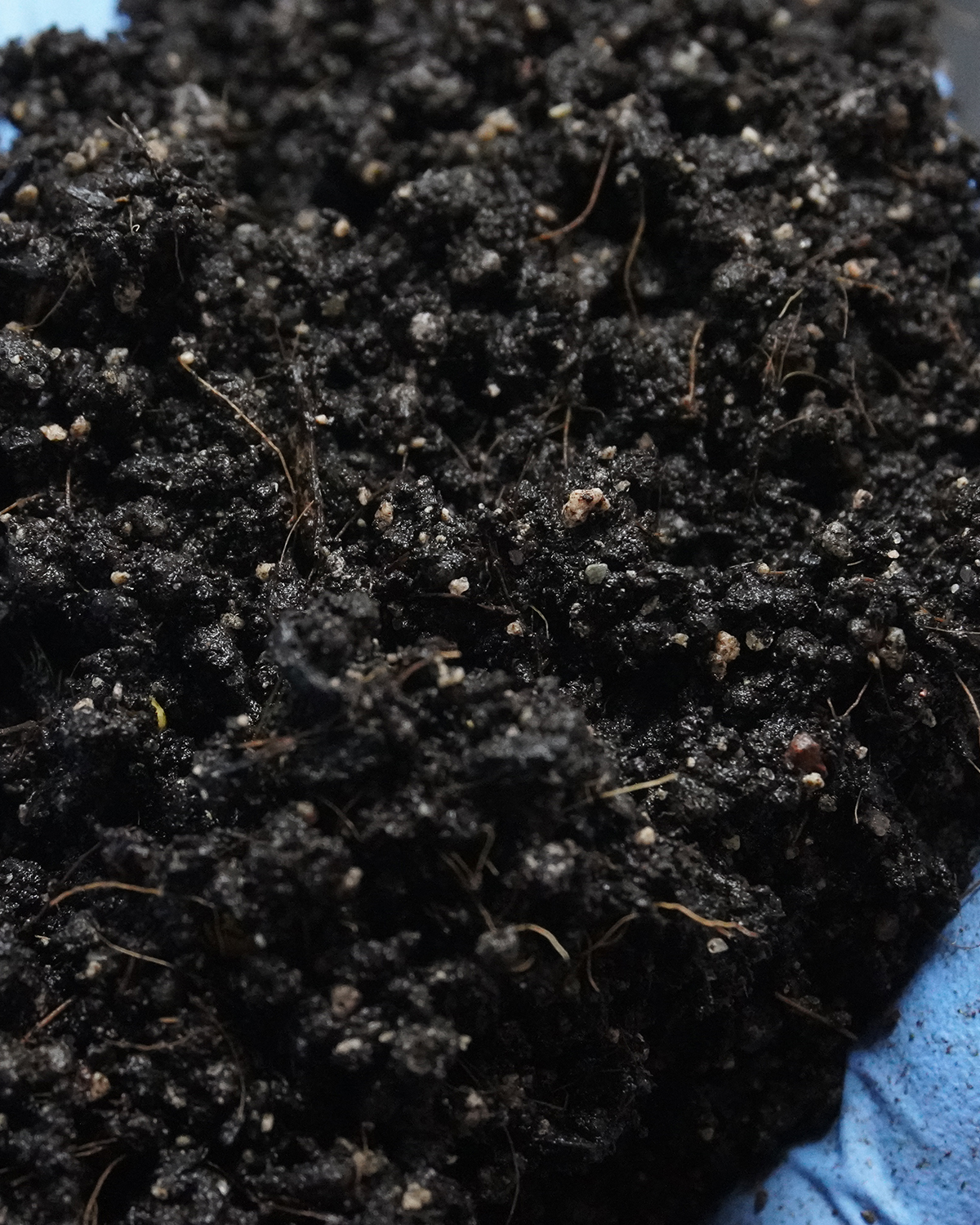 Texture check of PROGENESIS seed starting substrate using a protective nitrile glove