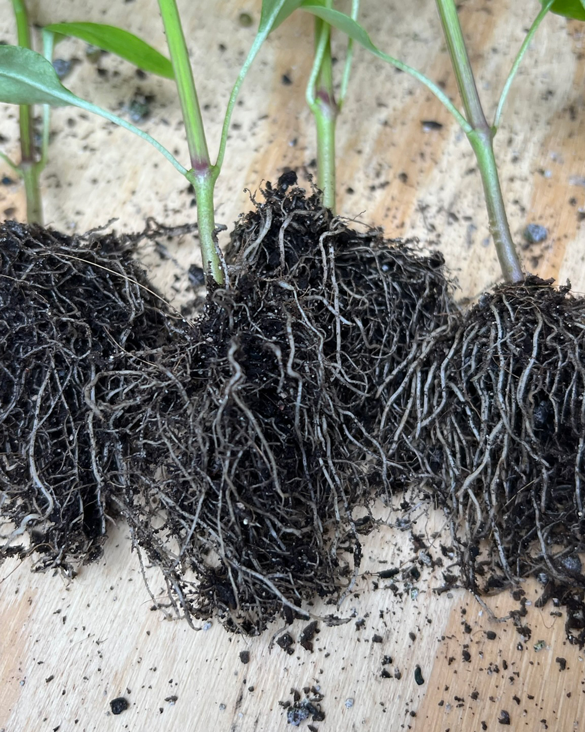 Consolidated seedling plug demonstrating high root structural integrity straight from a tray cell
